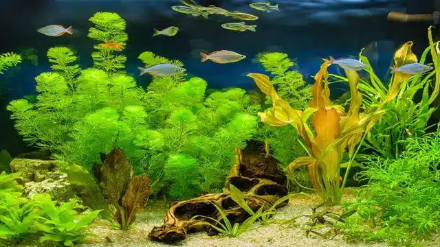 how to grow freshwater plants in a aquarium