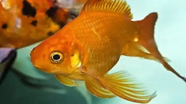 how to grow goldfish in aquarium