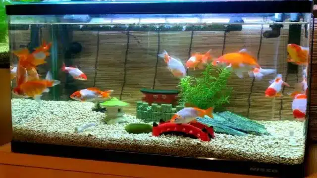 How to Grow Goldfish in Aquarium: Tips and Tricks for Healthy Fish