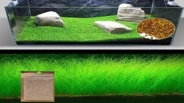 how to grow grass seeds in aquarium