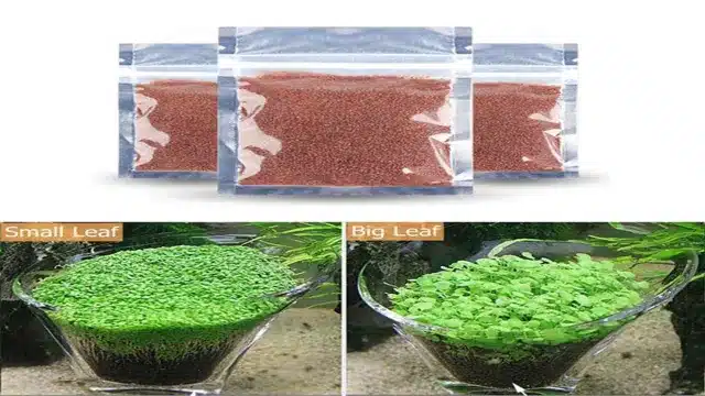 how to grow grass seeds in aquarium