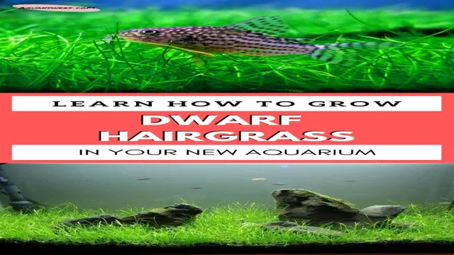 how to grow hairgrass in aquarium