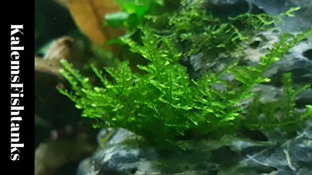 how to grow healthy moss in an aquarium