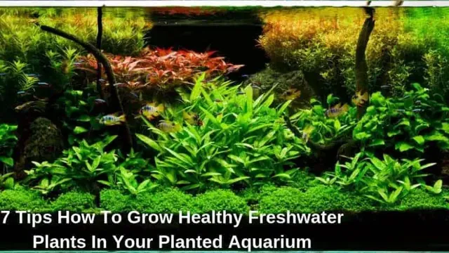 How to Grow Healthy Plants in a Freshwater Aquarium: Essential Tips and Tricks