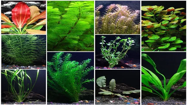 how to grow healthy plants in a freshwater aquarium