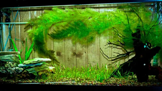 How to Grow Hornwort in Aquarium: Tips and Techniques for Optimum Growth