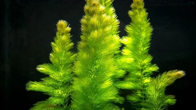 how to grow hornwort in aquarium