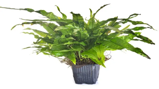 how to grow java fern in aquarium