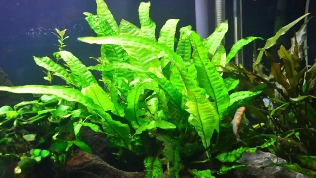 How to Grow Java Fern in Aquarium: Tips and Tricks for Healthy Plants