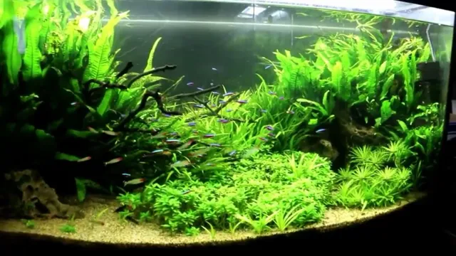 how to grow java fern in aquarium