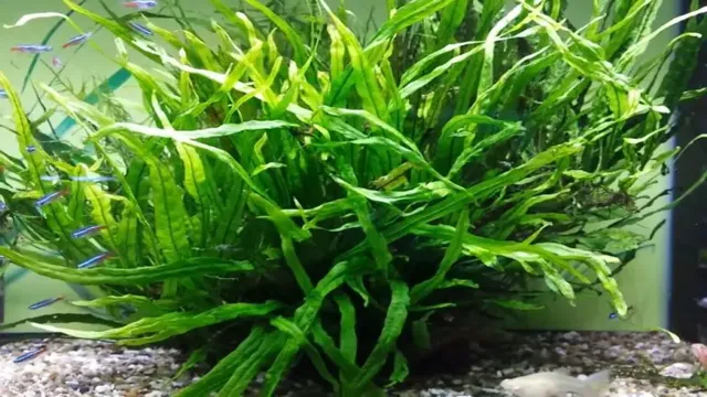how to grow java fern outside of aquarium