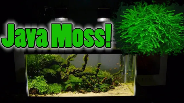 how to grow java moss in an aquarium