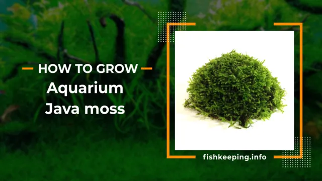 How to Grow Java Moss in an Aquarium: A Comprehensive Guide for Beginners