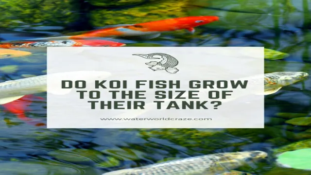 how to grow koi in aquarium