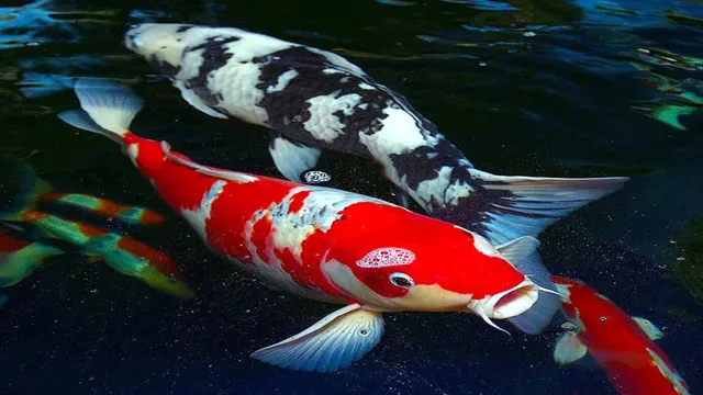 how to grow koi in aquarium