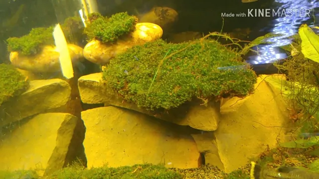 how to grow land moss in aquarium