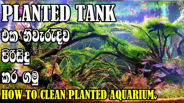 How to Grow Laver in Aquarium: A Beginner’s Guide to Successful Aquatic Farming