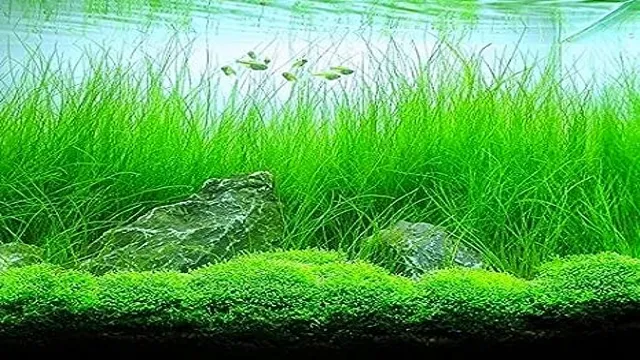 how to grow lawn grass in aquarium