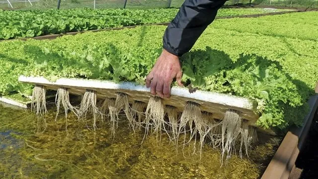 How to Grow Lettuce on Top of Aquarium Aquaponics: A Step-by-Step Guide