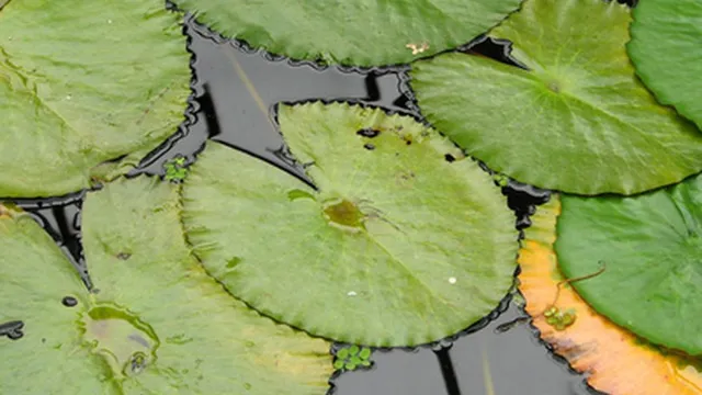 How to Grow Lily Pads in Aquarium for a Spectacular Aquascape