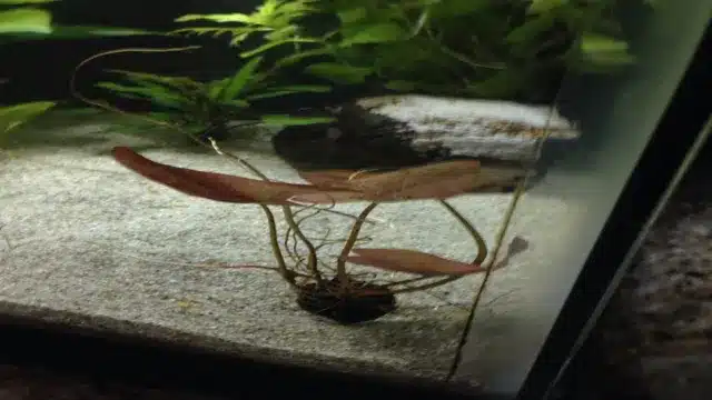 how to grow lily pads in aquarium