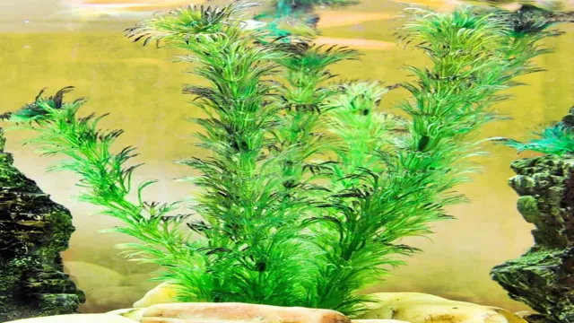 how to grow live aquarium plants