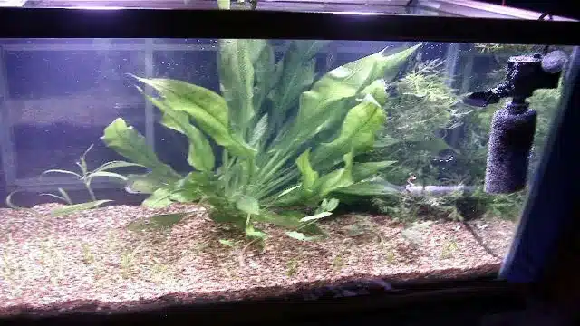 how to grow live plants in an aquarium bettas