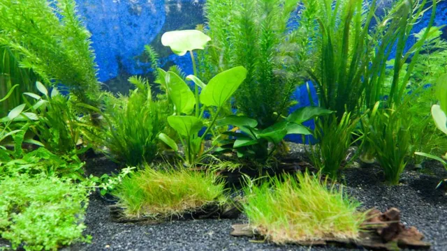 how to grow live plants in freshwater aquarium