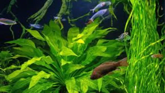 how to grow live plants in your aquarium