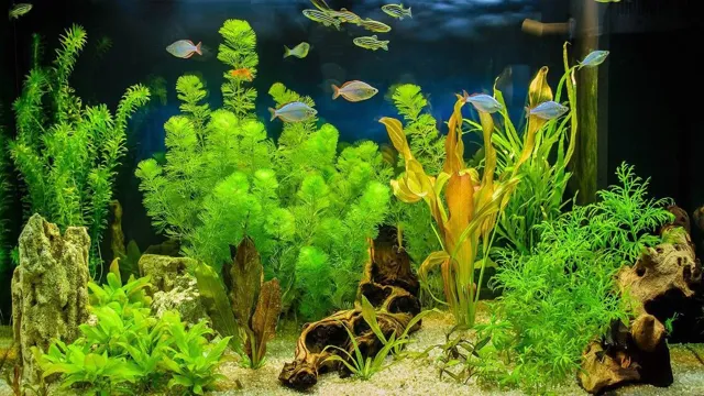 how to grow live plants in your freshwater aquarium