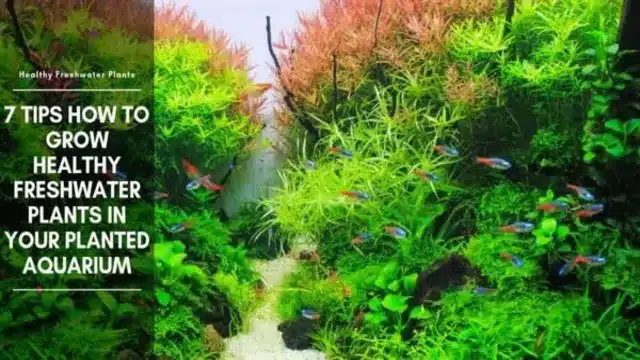 how to grow live plants in your freshwater aquarium