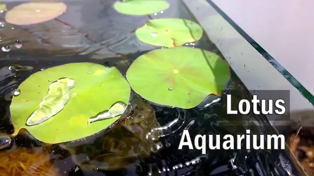 how to grow lotus flower in aquarium