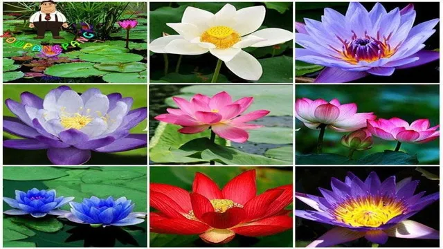 How to Grow Lotus Flower in Aquarium: A Step-by-Step Guide to Create a Beautiful Underwater Garden