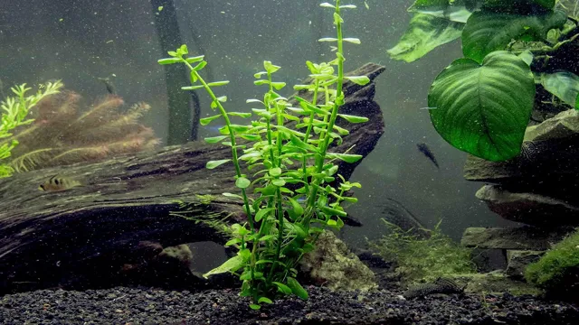 How to Grow Luffy Aquarium Seeds: A Comprehensive Guide for Beginners