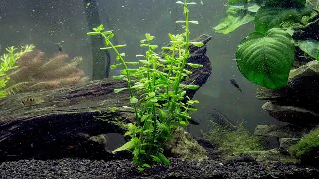 How to Grow Luffy Aquarium Seeds: A Simple Guide for Beginners