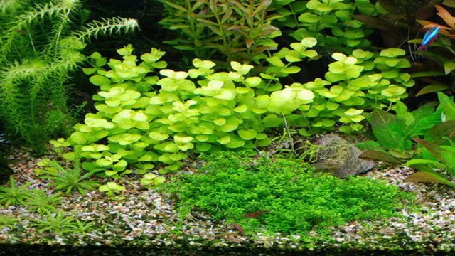 How to Grow Lysimachia Nummularia in Your Aquarium: A Complete Guide