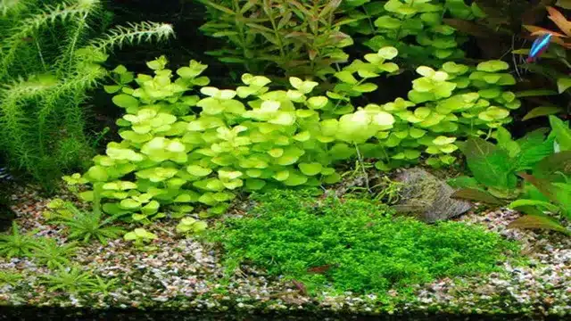 How to Grow Lysimachia Nummularia Aquarium: A Comprehensive Guide