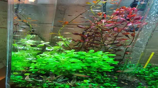 how to grow lysimachia nummularia aquarium