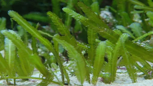 How to Grow Macroalgae in Aquarium: A Comprehensive Guide for Beginners.