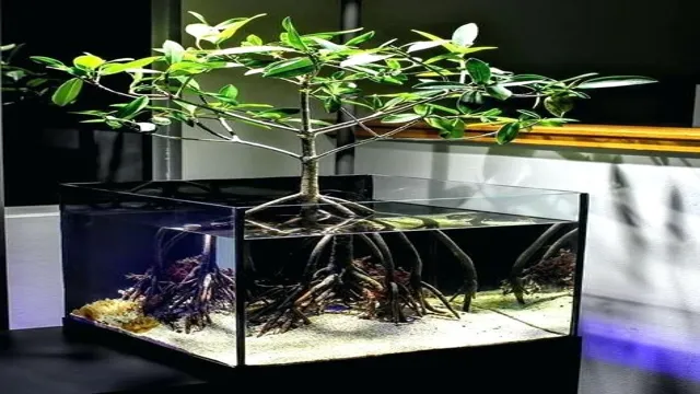 how to grow mangrove tree in your aquarium