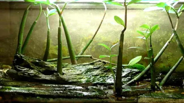 how to grow mangroves in aquarium