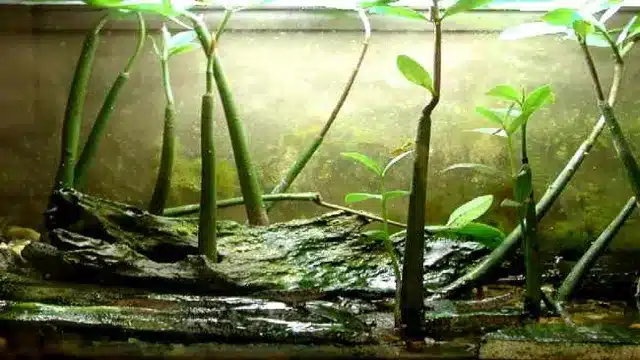how to grow mangroves in aquarium