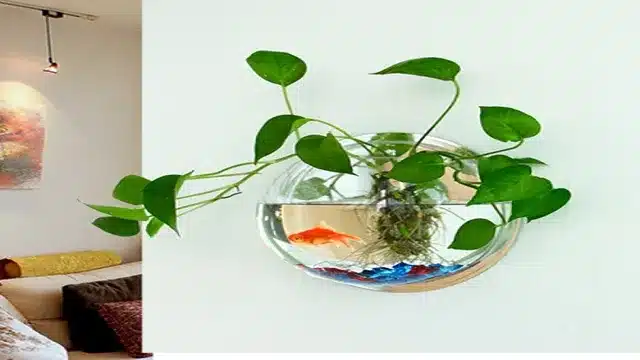 How to Grow Money Plant in Aquarium: A Complete Guide for Aquatic Gardeners