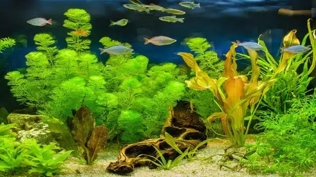 how to grow money plant in aquarium