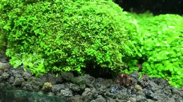 How to Grow Monte Carlo Aquarium Plant: The Ultimate Guide to Thriving Aquatic Carpets!