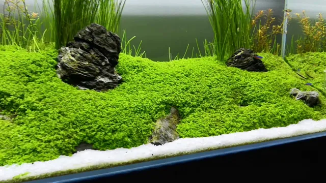 how to grow monte carlo out of aquarium