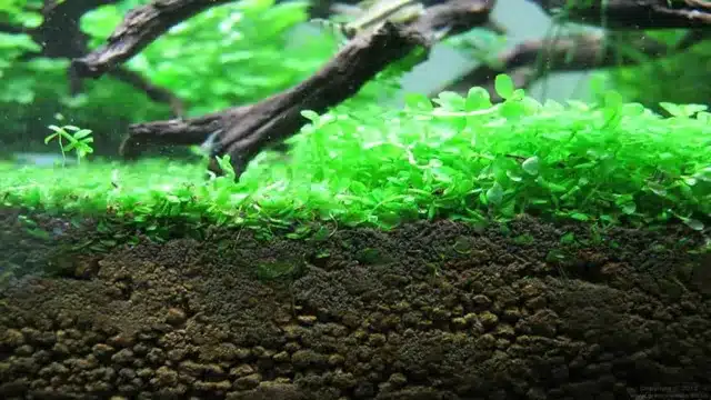 How to grow Monte Carlo out of aquarium: Tips and tricks for thriving aquatic carpet plants