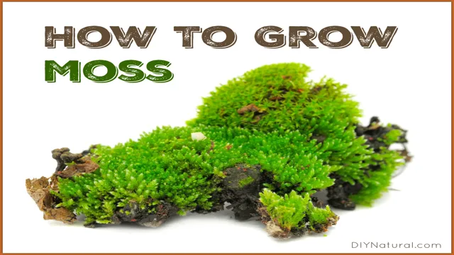 how to grow moss aquarium