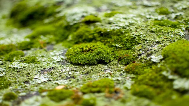 how to grow moss at home for aquarium