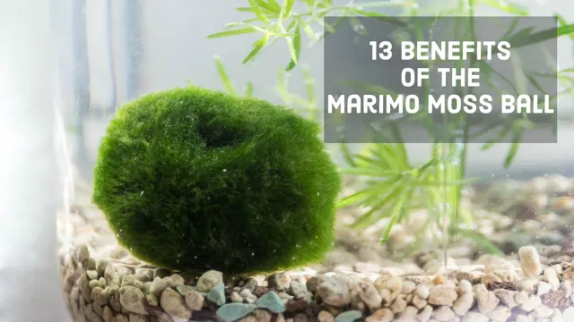 how to grow moss balls in aquarium